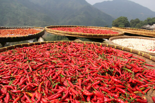 晾晒的红辣椒