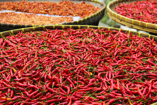 晾晒中的红辣椒