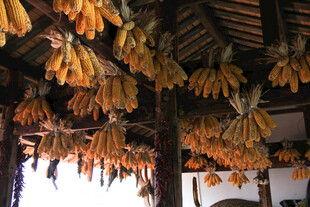 农家屋檐下的金黄玉米串