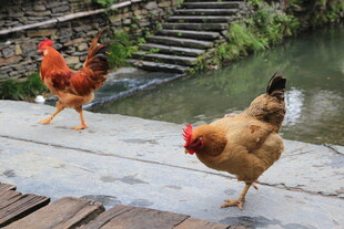 溪边漫步的两只鸡