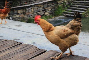 庭院中漫步的健壮母鸡