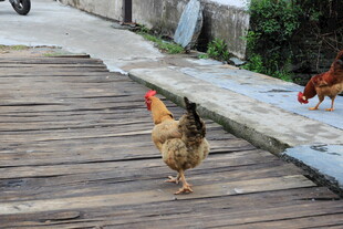 木路上行走的几只鸡