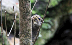 松鼠攀树啃食树干