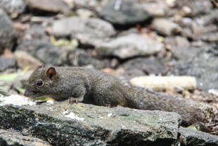 岩石上觅食的可爱小松鼠