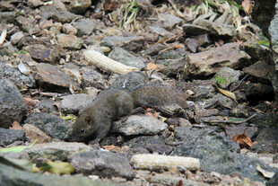 森林中觅食的小型啮齿动物