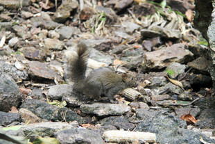 林间觅食的小鸟