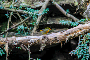 树枝上栖息的小鸟