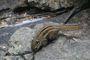 岩石上的条纹蜥蜴
