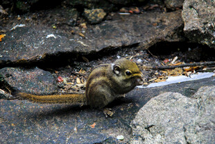 岩石边觅食的小松鼠