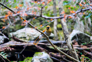 枝头小鸟栖于自然景致中
