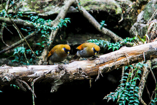 树枝上亲昵的多彩鸟儿