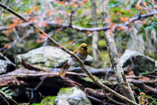 林间枯枝与岩石景象