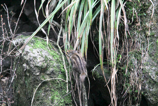 岩石旁的葱郁野草