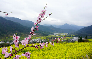 春日田园烂漫风光