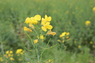 田野中的灿烂黄色油菜花