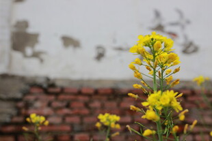 墙边绽放的黄色小花