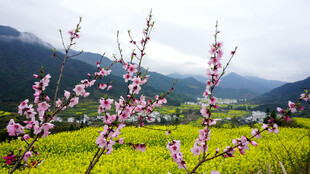 春日山野烂漫田园风光