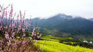 春日山间烂漫花海景色