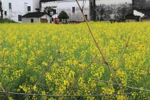 春日油菜花海与远处房屋
