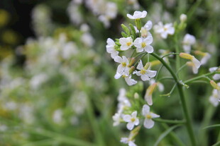 清新白色小花绽放