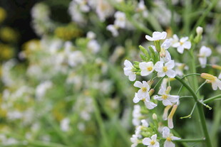 清新小白花绽放绿意间