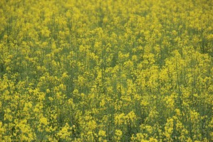 金黄油菜花田美景
