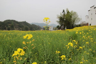 春日油菜花海田园风光