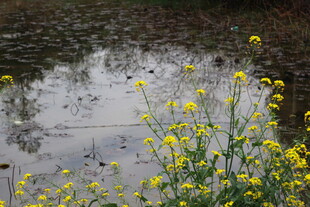 溪边绽放的黄色小花