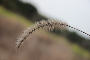 弯曲的狗尾巴草特写
