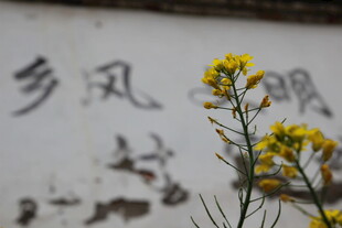 墙边绽放的黄色小花