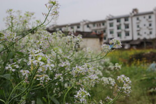 田野间绽放的白色小花