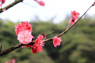 枝头绽放的娇艳粉色花朵