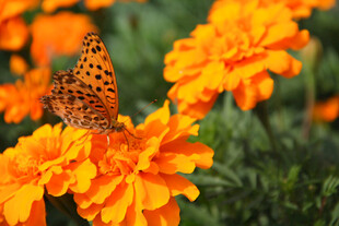 蝴蝶停驻在鲜艳万寿菊上