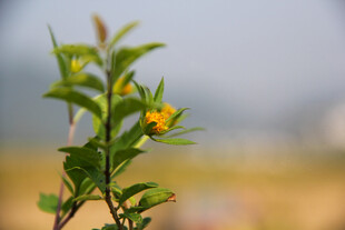 枝头小黄花 绿意盎然