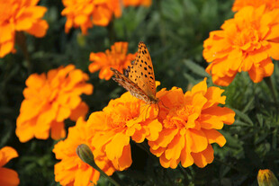蝴蝶停驻在橙色万寿菊上