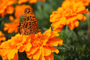 蝴蝶停驻在鲜艳万寿菊上