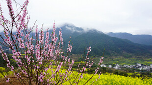 春日山野烂漫花海景色