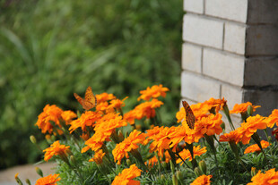 墙边绽放的橙色万寿菊