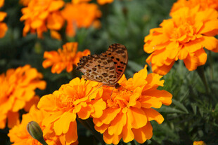 蝴蝶停驻在橙色万寿菊上