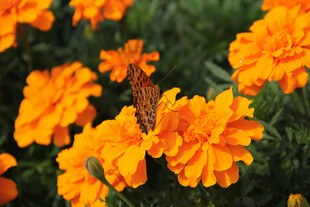 鲜艳橙色万寿菊绽放