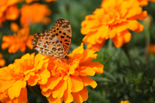 蝴蝶停驻在艳丽万寿菊上