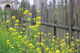 木栅栏旁绽放的黄色小花