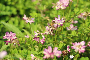 粉色小花绽放于绿丛中