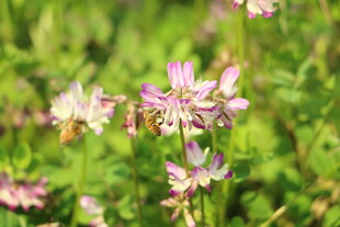 田野中的粉色小花
