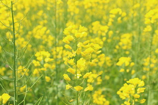 金黄油菜花田美景