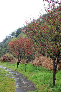 雨中蜿蜒小径旁的多彩树木