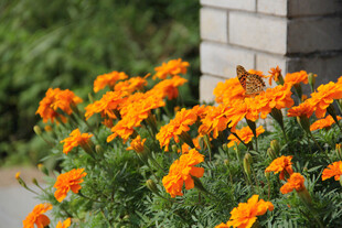 橙色万寿菊绽放于墙边