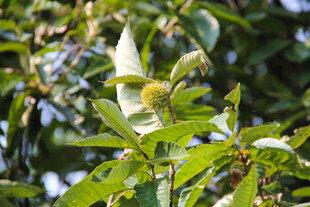 绿叶间的清新景致