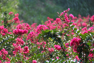 艳丽玫红花朵绽放