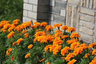 墙边盛放的橙色万寿菊
